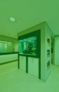 Orthodontist