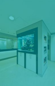 Orthodontist